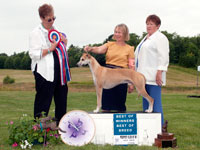 Hokum winning SBIS at the Whippet Club of BC specialty, July 2014. Photo by Beth Hilborn.