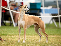 Hokum winning SBIS at the Whippet Club of BC specialty, July 2014. Photo by Amie Anderson.