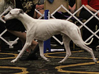MBSS Am.Can.Ch.Lost Creek Malted Milk Whimsy - the old man strutting his stuff at the 2013 AWC National Specialty in the Veteran class at almost 14 years of age. Photo by Les Korcala.