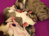 Butters x Maeve puppies at 2 days
